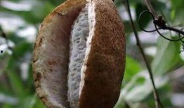 吃八月瓜视频全集,视频全集精华回顾