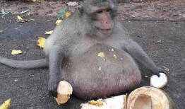 女人吃瓜变成猴子视频,女人吃瓜变猴奇观揭秘