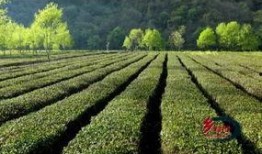 吃瓜视频康县,揭秘当地特色美食与风土人情