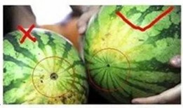 安徽阜阳吃瓜比赛视频