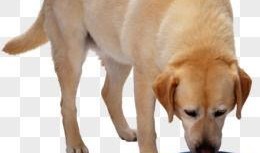 狗狗吃瓜素材视频下载,狗狗吃瓜视频萌态十足，萌宠美食瞬间走红网络