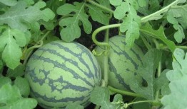 杭州白白的吃瓜视频,揭秘娱乐圈幕后真相