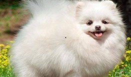 博美犬可以吃蜜瓜嘛视频,安全与注意事项