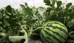 祥云路吃瓜原视频,现场直击，揭秘幕后真相