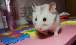 小仓鼠可以吃籽瓜吗视频,健康零食还是禁忌食物？