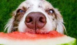不给狗吃蜜瓜可以吗视频,揭秘为何狗狗不宜食用