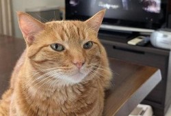 给小猫吃瓜视频大全,小猫吃瓜视频大全集锦