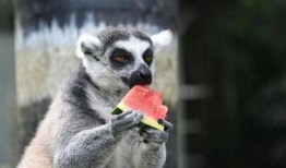 动物吃角瓜视频大全,动物们的独特吃瓜体验