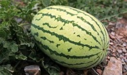 吃瓜网看视频要钱吗,付费还是免费？揭秘真相