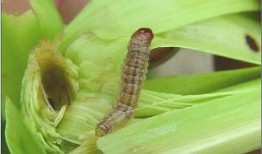 吃瓜吃到虫了怎么处理视频,教你如何巧妙处理