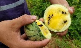 吃瓜仔视频大全,揭秘娱乐圈幕后故事