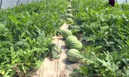 蚌埠吃瓜事件视频最新,一场网络热议的瓜田奇谈