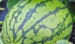 吃瓜中国入口是真的吗视频,视频真相大起底