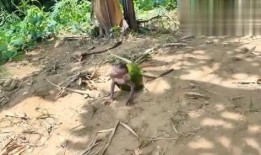 女子吃瓜像猴子的视频,吃瓜像猴子，网友直呼可爱