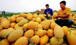 街头挑战吃哈密瓜视频下载,网友直呼过瘾！