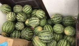 松滋吃瓜的小视频,一场别开生面的“吃瓜”盛宴