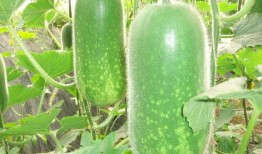 老外吃麒麟瓜好吗图片视频,新奇体验与味蕾碰撞