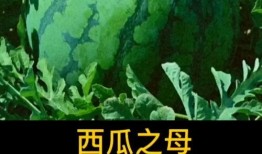 吃瓜群众最先的视频,揭秘热门视频背后的故事