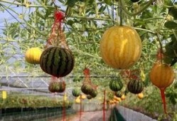 资阳吃瓜视频,揭秘当地美食文化背后的故事