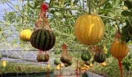 资阳吃瓜视频,揭秘当地美食文化背后的故事