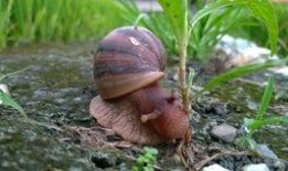 带你吃瓜野生蜗牛视频,带你吃瓜体验独特风味