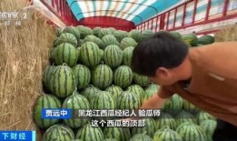 老表卖西瓜吃瓜视频,一场别开生面的吃瓜盛宴