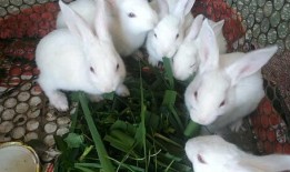 小白兔视频吃哈密瓜,哈密瓜大餐欢乐时光