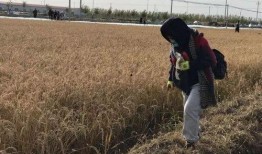 稻田吃瓜小女孩儿视频,小女孩儿与瓜果的欢乐时光