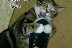 你养狗我养猫吃瓜视频,一场宠物界的欢乐盛宴