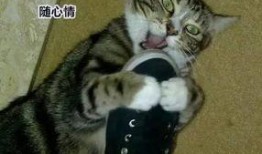 你养狗我养猫吃瓜视频,一场宠物界的欢乐盛宴