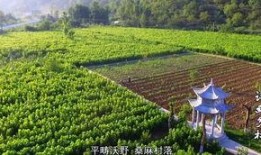 吃瓜视频康县,揭秘当地特色美食与风土人情