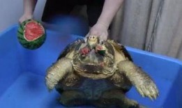 大动物吃瓜视频,萌态百出，萌翻网友