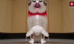 相扑猫吃瓜视频在哪,萌宠界的“摔跤大赛”