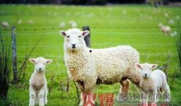 小羊吃瓜视频群,欢乐互动，趣味横生的羊群生活