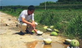 武冈吃瓜现场视频最新,全民围观的热闹一幕