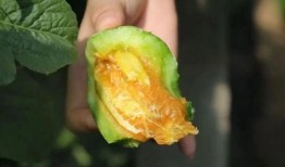 俄罗斯吃羊角瓜视频播放