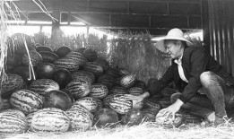 鄄城吃瓜群众事件视频,一场网络舆论的风暴与反思