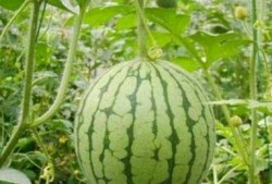 湖州吃瓜事件网红视频,网红视频引发的全民热议