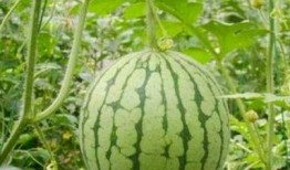 湖州吃瓜事件网红视频,网红视频引发的全民热议