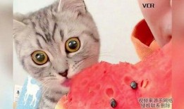 给小猫吃瓜视频大全,小猫吃瓜视频大全集锦