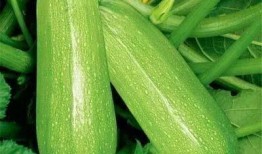 瓠瓜怎么吃图片视频教程,图文并茂教学视频解析