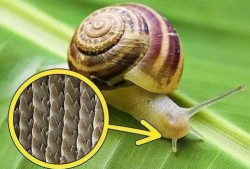 带你吃瓜野生蜗牛视频,带你吃瓜体验独特风味