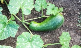 瓠瓜怎么吃图片视频教程,图文并茂教学视频解析