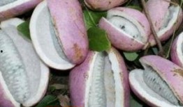 皇后吃八月瓜好吗视频讲解,八月瓜的美味与养生之道