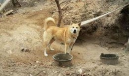 广州东山土狗吃瓜视频曝光