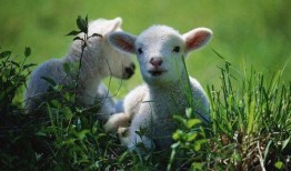 小羊吃瓜视频群,欢乐互动，趣味横生的羊群生活