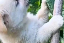 吃瓜的狗搞笑视频,萌态可掬笑翻众人