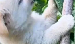 吃瓜的狗搞笑视频,萌态可掬笑翻众人