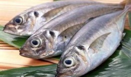 活八瓜鱼吃货视频在线观看