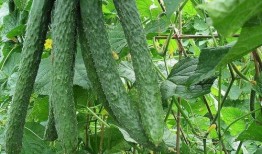 吃乡下瓜有啥好处吗视频,乡下瓜的神奇益处揭秘